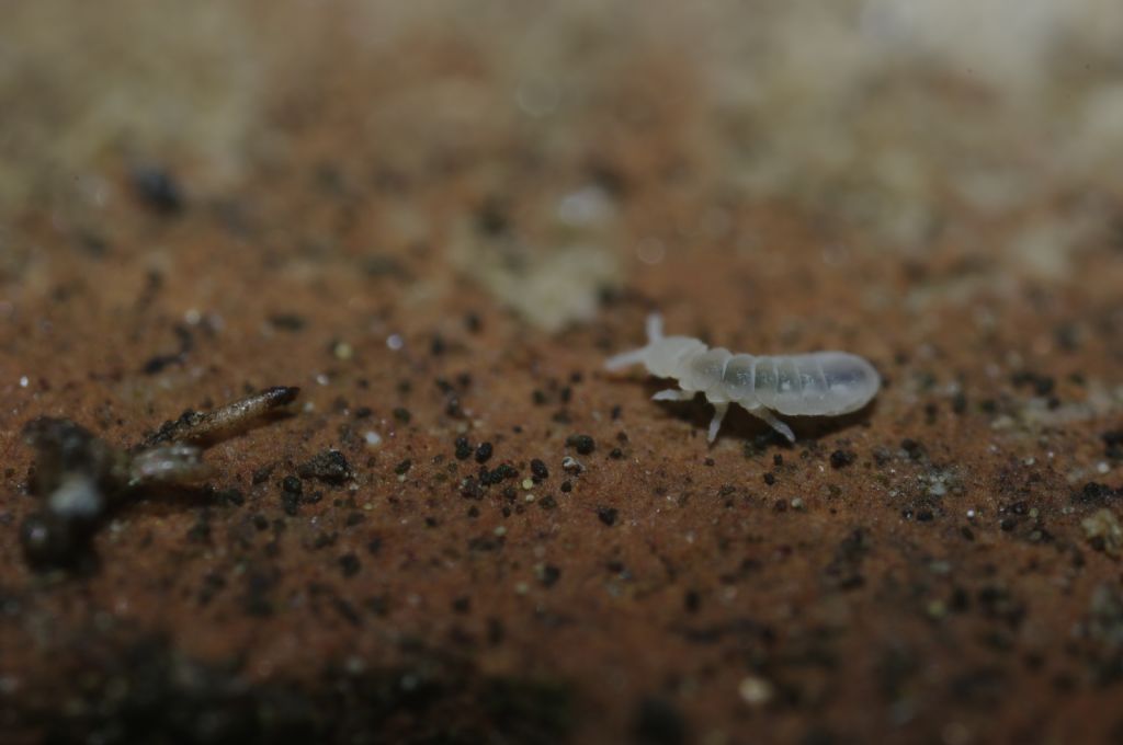 Collemboli bianchi, credo della famiglia Onychiuridae